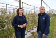 Kwitnące borówki w czasie i po przymrozkach – co robić? plantacja borówki przymrozki