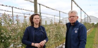 Kwitnące borówki w czasie i po przymrozkach – co robić? plantacja borówki przymrozki