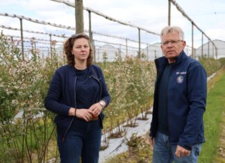 Kwitnące borówki w czasie i po przymrozkach – co robić? plantacja borówki przymrozki