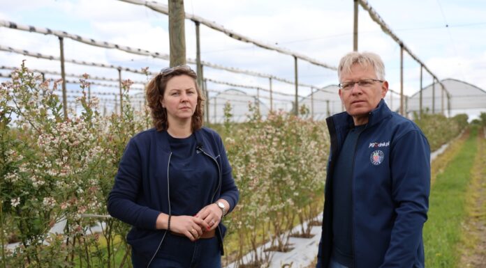 Kwitnące borówki w czasie i po przymrozkach – co robić? plantacja borówki przymrozki