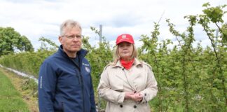 W kwaterze malin przeznaczonej do zbioru maszynowego