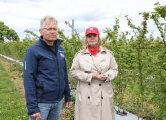 W kwaterze malin przeznaczonej do zbioru maszynowego