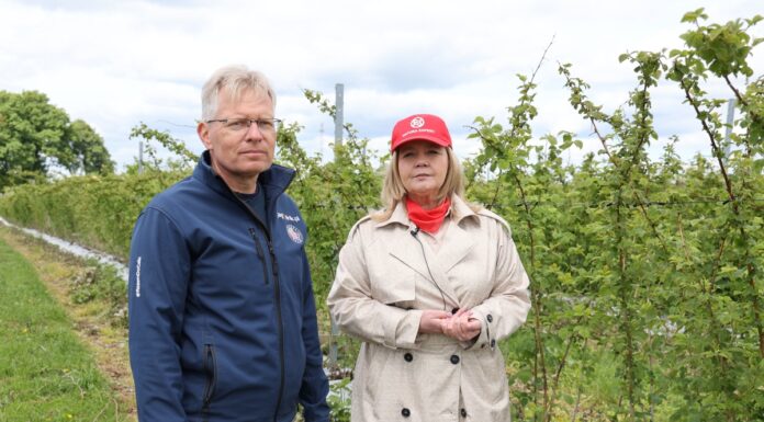 W kwaterze malin przeznaczonej do zbioru maszynowego