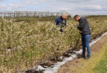 Jak radzić sobie z niskimi temperaturami w uprawie borówki