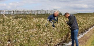 Jak radzić sobie z niskimi temperaturami w uprawie borówki