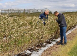 Jak radzić sobie z niskimi temperaturami w uprawie borówki