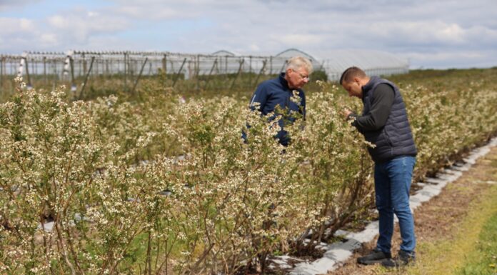 Jak radzić sobie z niskimi temperaturami w uprawie borówki