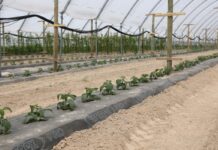 Nawożenie nowo założonej plantacji malin owocujących na tegorocznych pędach maliny w tunelach