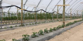 Nawożenie nowo założonej plantacji malin owocujących na tegorocznych pędach maliny w tunelach