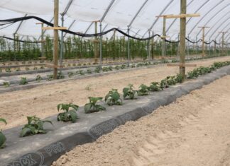 Nawożenie nowo założonej plantacji malin owocujących na tegorocznych pędach maliny w tunelach
