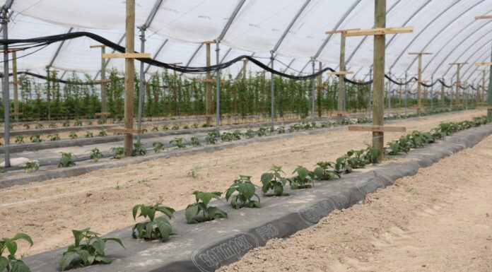 Nawożenie nowo założonej plantacji malin owocujących na tegorocznych pędach maliny w tunelach