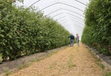 Dwa typy ściółek w tunelowej uprawie malin – syntetyczna i organiczna Upraw malin - odmiany letnie - tunele i dwa rodzaje ściółek