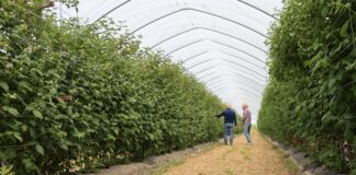 Dwa typy ściółek w tunelowej uprawie malin – syntetyczna i organiczna Upraw malin - odmiany letnie - tunele i dwa rodzaje ściółek