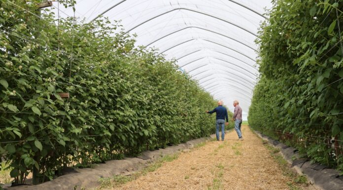 Dwa typy ściółek w tunelowej uprawie malin – syntetyczna i organiczna Upraw malin - odmiany letnie - tunele i dwa rodzaje ściółek