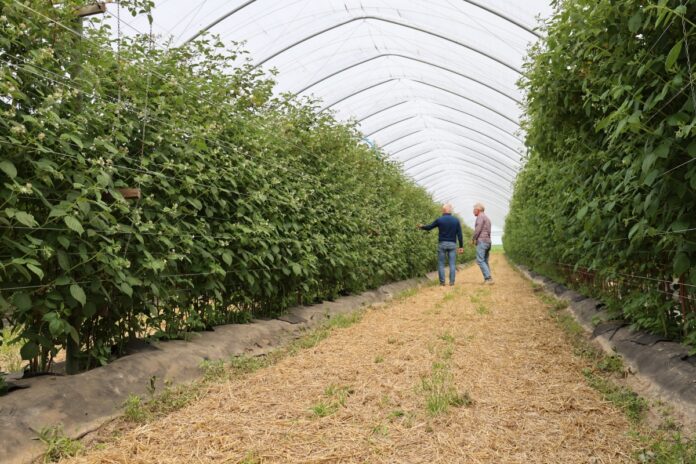 Upraw malin - odmiany letnie - tunele i dwa rodzaje ściółek
