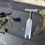 sadzeniu truskawek, sadzenie truskawek, sadzonki truskawek