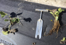 Unikaj tych błędów przy sadzeniu truskawek sadzeniu truskawek, sadzenie truskawek, sadzonki truskawek