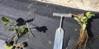 Unikaj tych błędów przy sadzeniu truskawek sadzeniu truskawek, sadzenie truskawek, sadzonki truskawek