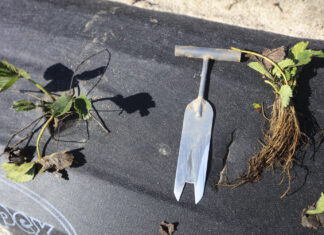 Unikaj tych błędów przy sadzeniu truskawek sadzeniu truskawek, sadzenie truskawek, sadzonki truskawek