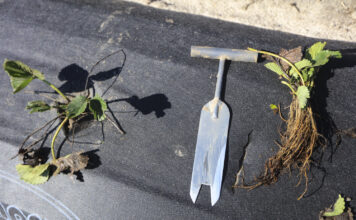 Unikaj tych błędów przy sadzeniu truskawek sadzeniu truskawek, sadzenie truskawek, sadzonki truskawek