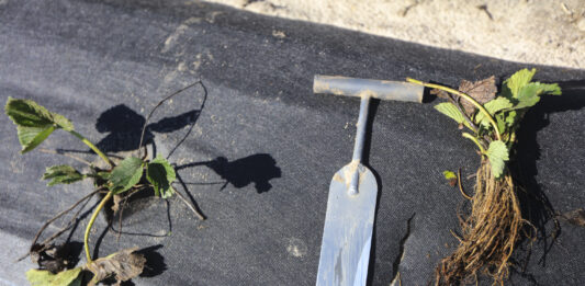 sadzeniu truskawek, sadzenie truskawek, sadzonki truskawek