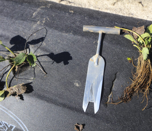 Unikaj tych błędów przy sadzeniu truskawek sadzeniu truskawek, sadzenie truskawek, sadzonki truskawek