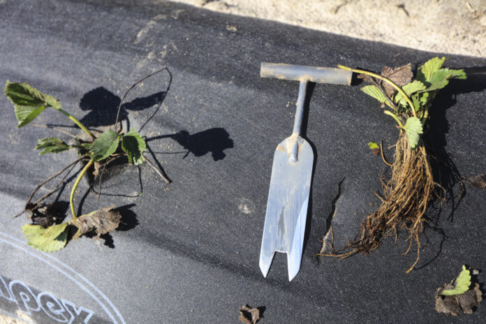 sadzeniu truskawek, sadzenie truskawek, sadzonki truskawek