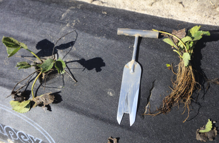 Unikaj tych błędów przy sadzeniu truskawek sadzeniu truskawek, sadzenie truskawek, sadzonki truskawek