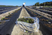 Zakładanie plantacji truskawek w Hornigach. Zobacz, jak to robimy i dołącz 14 czerwca