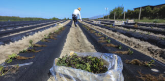 Zakładanie plantacji truskawek w Hornigach. Zobacz, jak to robimy i dołącz 14 czerwca