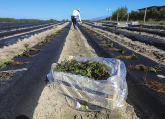 Zakładanie plantacji truskawek w Hornigach. Zobacz, jak to robimy i dołącz 14 czerwca