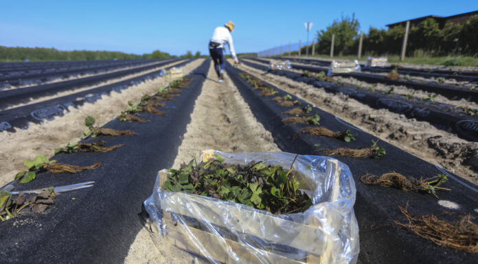 Zakładanie plantacji truskawek w Hornigach. Zobacz, jak to robimy i dołącz 14 czerwca