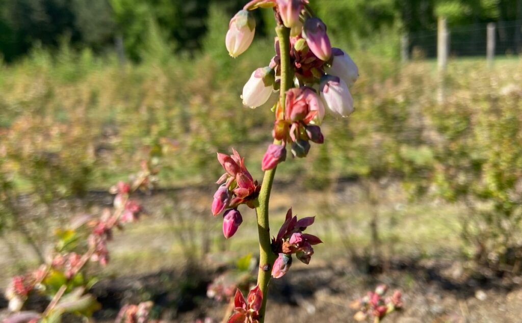 Silnie uszkodzone pąki na dzień po mrozie