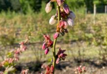 Rekompensata za przymrozki 2025 – nawet 2400 zł do hektara. Komu przysługuje? rekompensata za przymrozki, Silnie uszkodzone pąki na dzień po mrozie