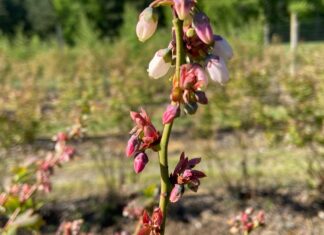 Rekompensata za przymrozki 2025 – nawet 2400 zł do hektara. Komu przysługuje? rekompensata za przymrozki, Silnie uszkodzone pąki na dzień po mrozie