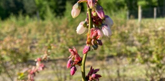 rekompensata za przymrozki, Silnie uszkodzone pąki na dzień po mrozie