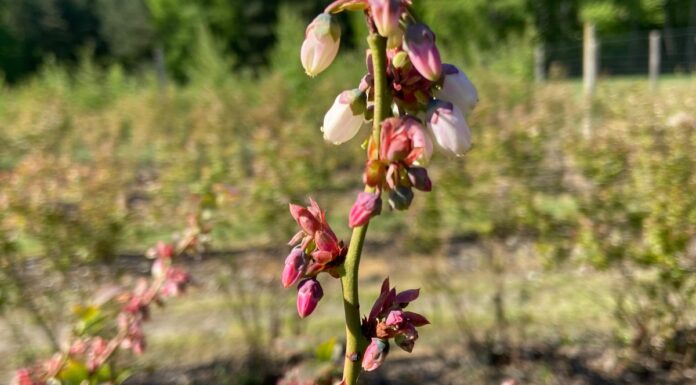 Rekompensata za przymrozki 2025 – nawet 2400 zł do hektara. Komu przysługuje? rekompensata za przymrozki, Silnie uszkodzone pąki na dzień po mrozie