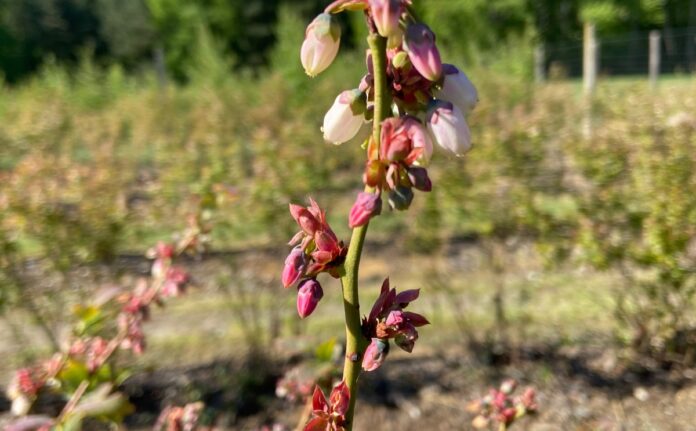 IMG_8478 rekompensata za przymrozki, Silnie uszkodzone pąki na dzień po mrozie