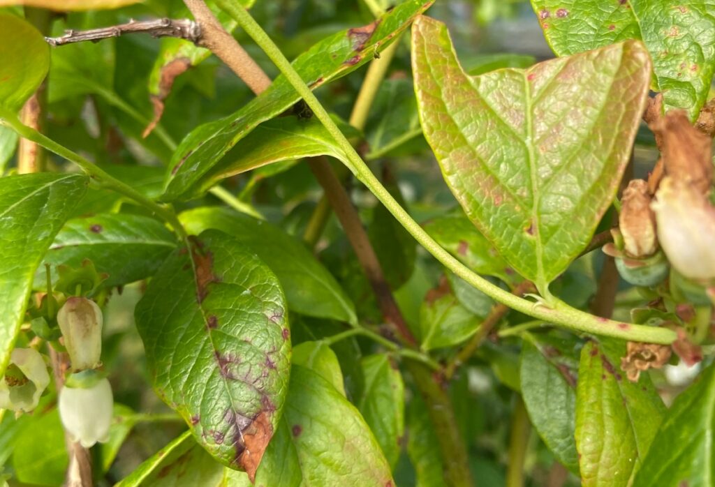 Całe spektrum chorób borówki na jej liściach