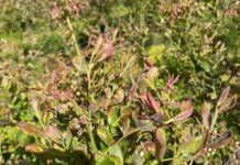 W borówkach po przymrozkach (monitoring plantacji, 14.05.2025 r.) Zniszczone mrozem liście borówek - odmiana Liberty