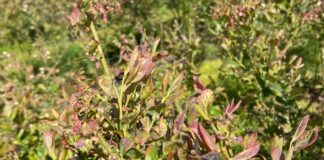 W borówkach po przymrozkach (monitoring plantacji, 14.05.2025 r.) Zniszczone mrozem liście borówek - odmiana Liberty