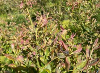 W borówkach po przymrozkach (monitoring plantacji, 14.05.2025 r.) Zniszczone mrozem liście borówek - odmiana Liberty