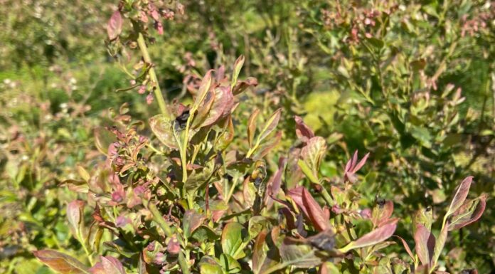 W borówkach po przymrozkach (monitoring plantacji, 14.05.2025 r.) Zniszczone mrozem liście borówek - odmiana Liberty