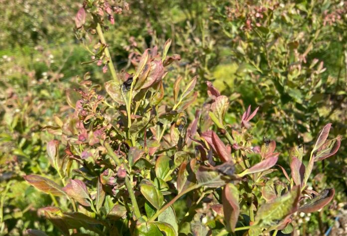 Zniszczone mrozem liście borówek - odmiana Liberty
