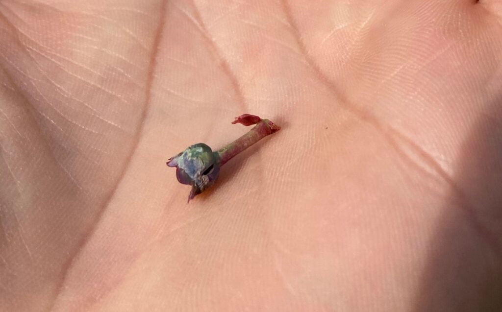 Uszkodzony przez ujemną temperaturę młody zawiązek borówki
