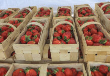 Ceny truskawek w hurcie stabilne. W skupach cały czas w górę ceny truskawek
