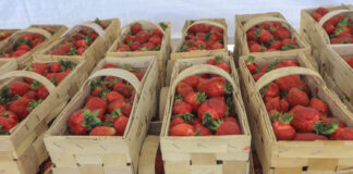 Ceny truskawek w hurcie stabilne. W skupach cały czas w górę ceny truskawek