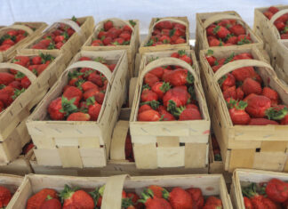 Ceny truskawek w hurcie stabilne. W skupach cały czas w górę ceny truskawek