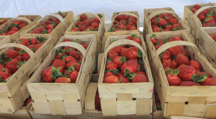 Ceny truskawek w hurcie stabilne. W skupach cały czas w górę ceny truskawek