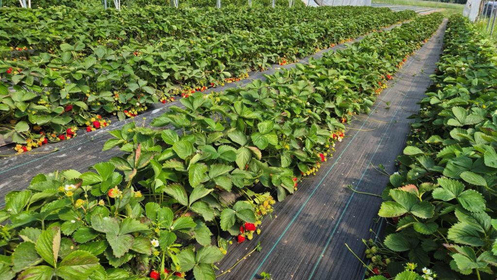 truskawka odmiana Flair